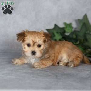 Georgie, Morkie / Yorktese Puppy